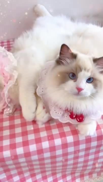 AAAWWW Cute Cat Video