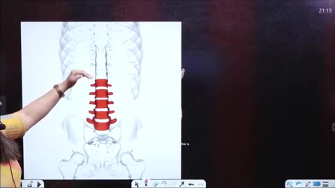 62 Skeleton system 2