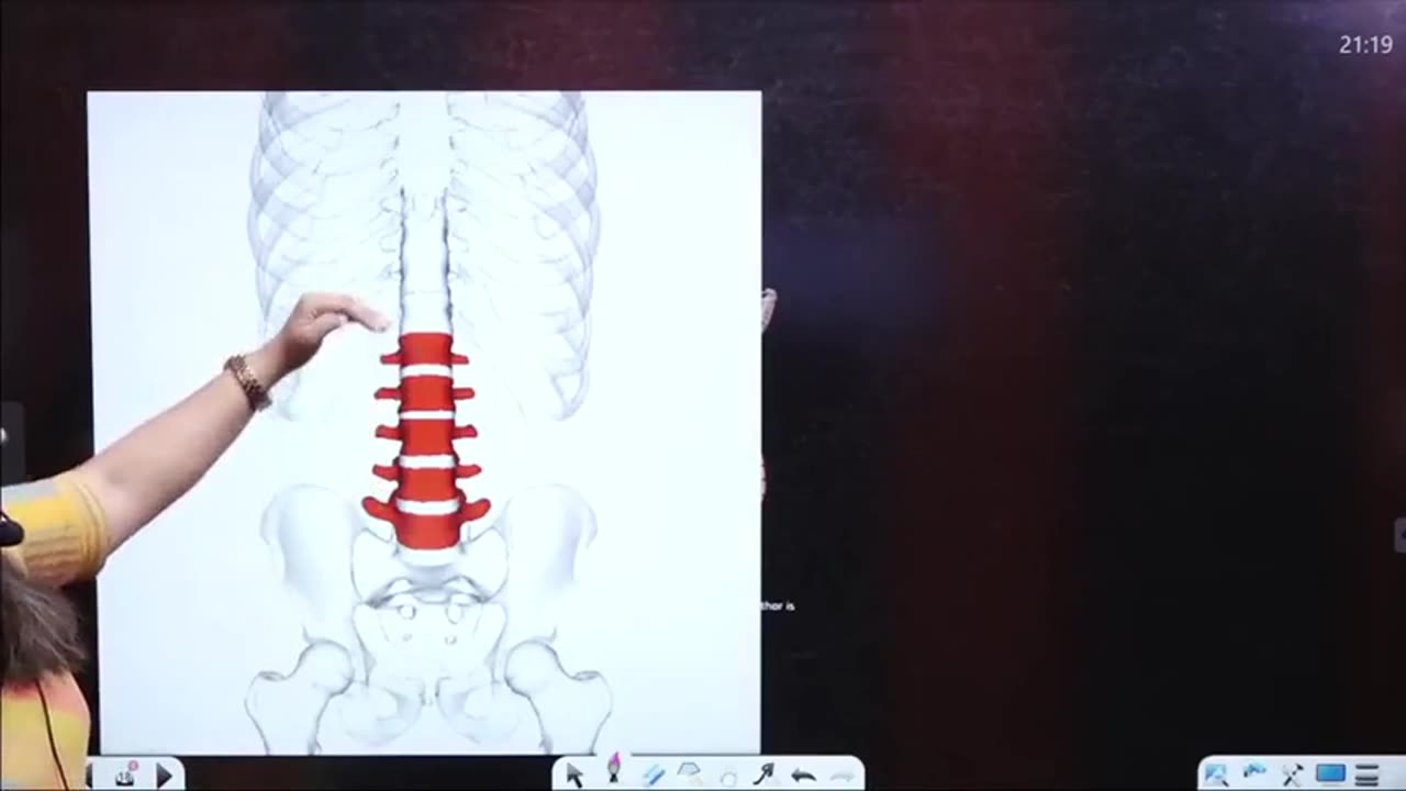 62 Skeleton system 2