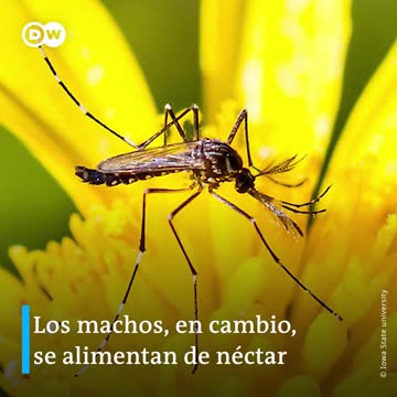 Mosquitos cambian de sexo