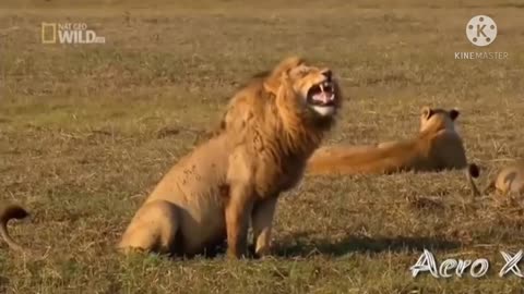 Lion laughing