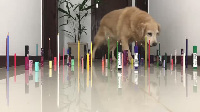 Obstacle Challenge CAT vs DOG