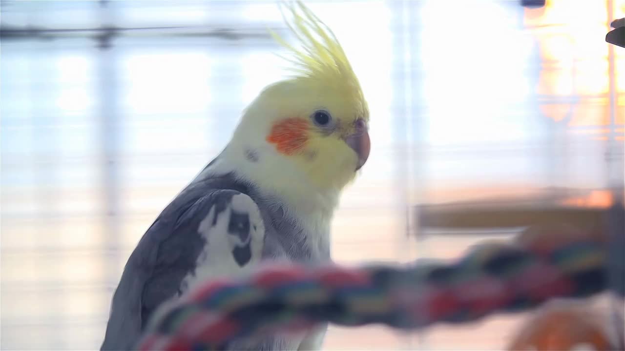 Bored Cockatiel Bird in Cage