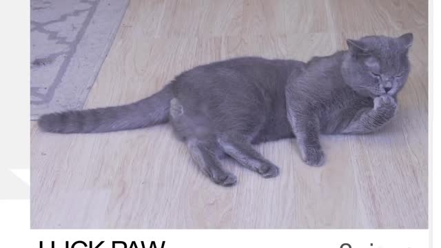 Cat funny video