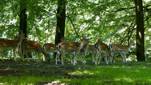 Herd of deer in the forest of Arhus Denmark