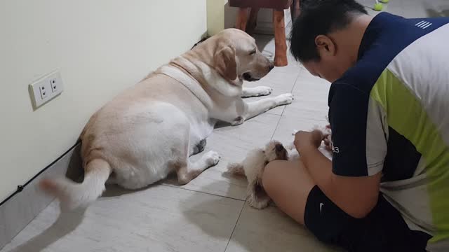 Dog cutting nails