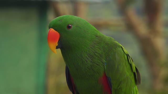 beautiful Natural Parrot Sounds