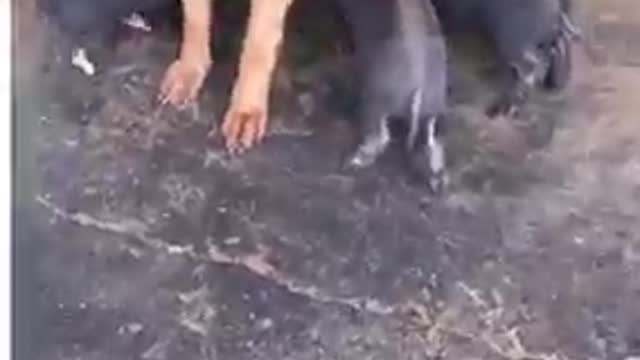 German shepherd taking care of 8 piglets is everything you need to see today! ❤️😍