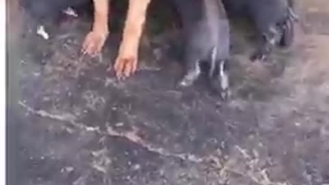 German shepherd taking care of 8 piglets is everything you need to see today! ❤️😍