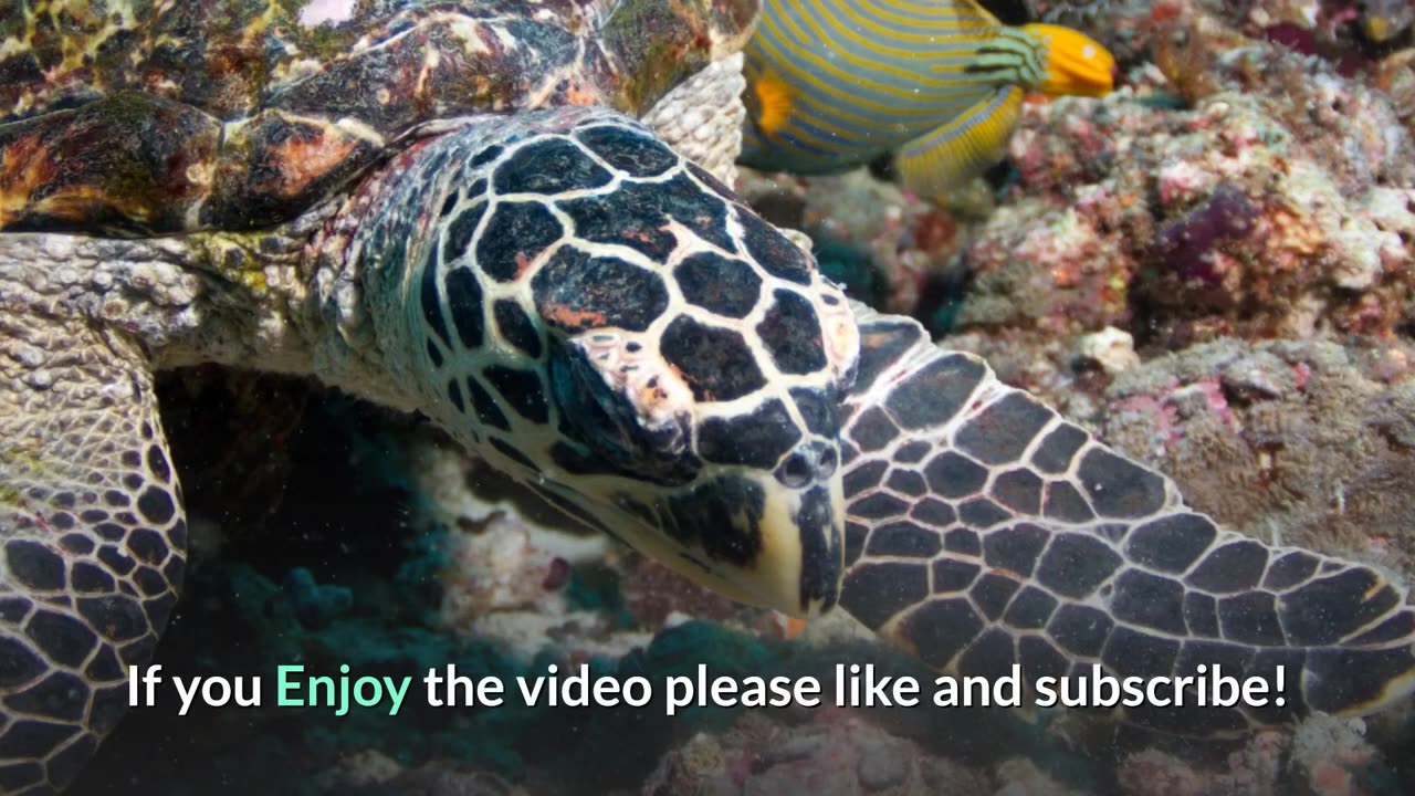 Hawksbill Sea Turtle || Description, Characteristics and Facts!