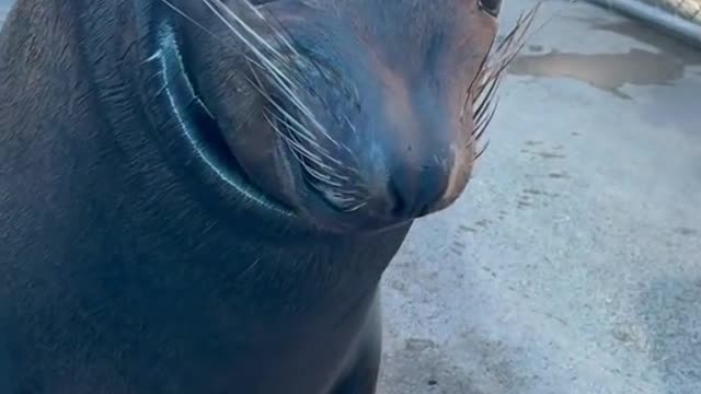 Wyland’sback!!#nonreleasable#sealion