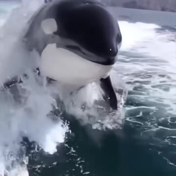 big Orca jumping