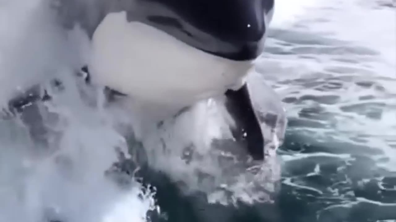 big Orca jumping