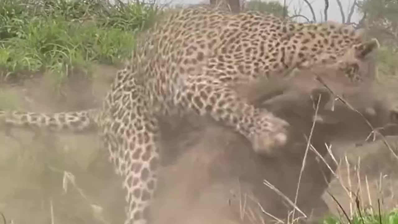 Leopard ambushes warthog