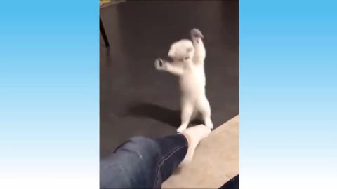 Funny cat dancing to music