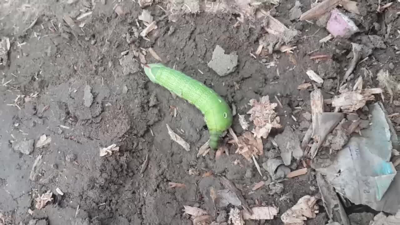 beautiful caterpillar