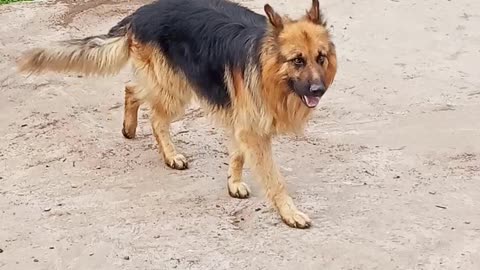 Insane huge German shepherd dog long coat beautiful.