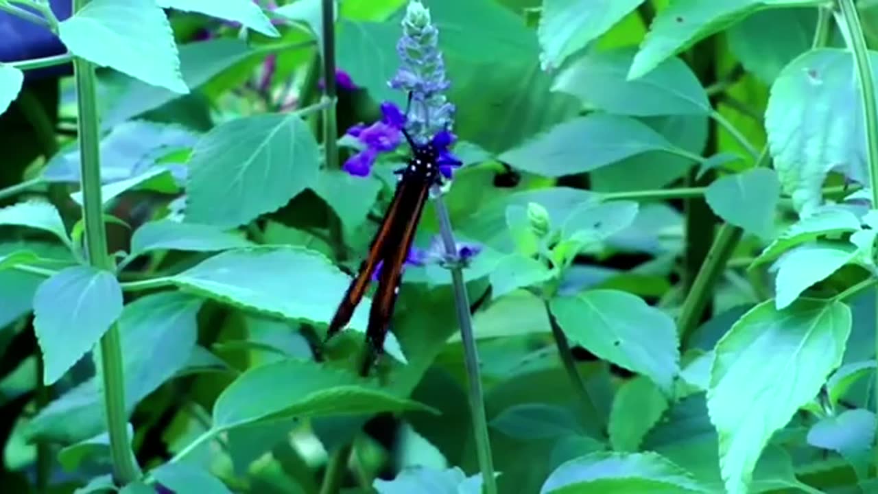 The Ever-Changing Journey of Life: A Butterfly's Metaphor