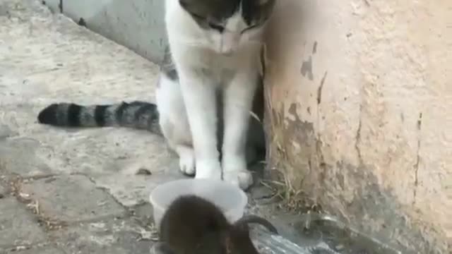 New generation of cats, This cat is afraid of the mouse, I do not believe.