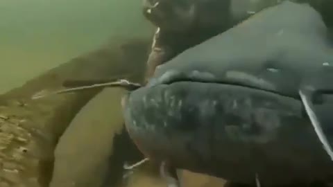 This is a beautiful and charming water-dwelling species