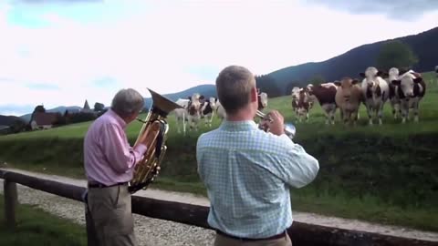 The power o MUSIC in animals part 2