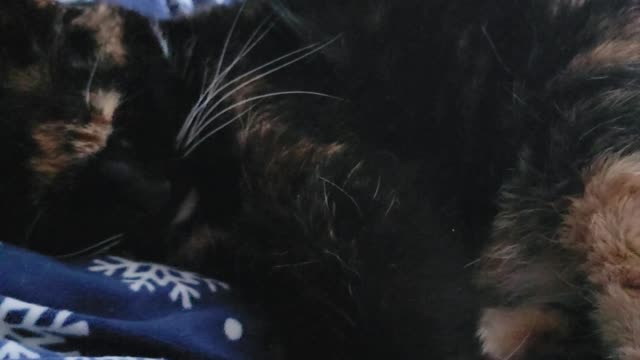 Mean Cat