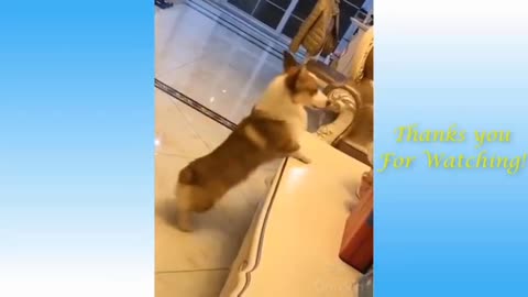 Top Funny Cat Love Animal -