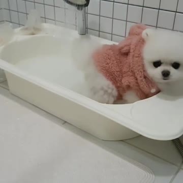 The little dog is bathing in the bathtub and having fun.