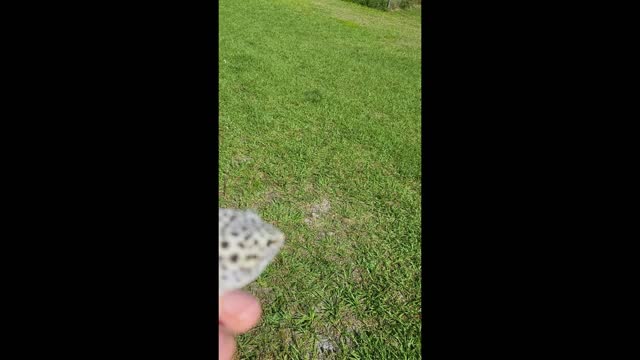 Bubba doing a thing