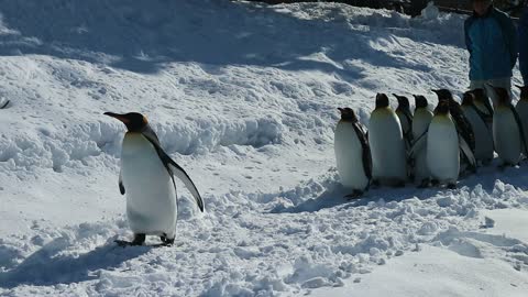 Penguins walking