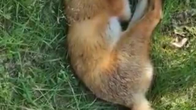 Fox caught sleeping