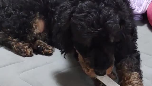 Blacktan Poodle Puppy Eating Chocolate Snacks