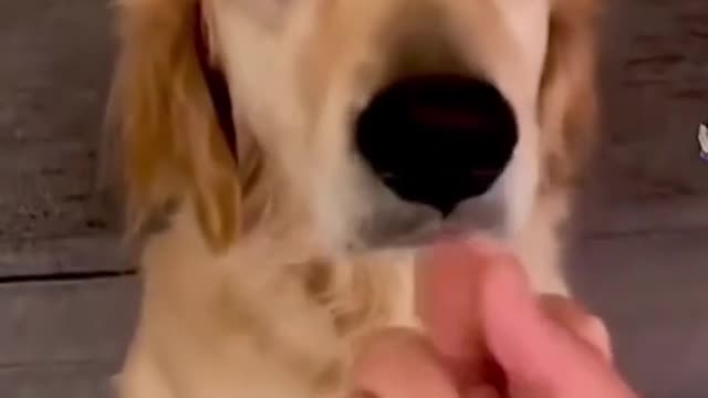Dog video number 1
