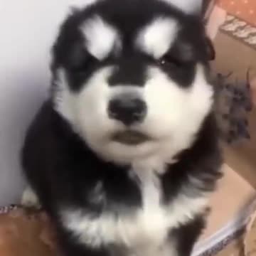 howling littlte baby husky