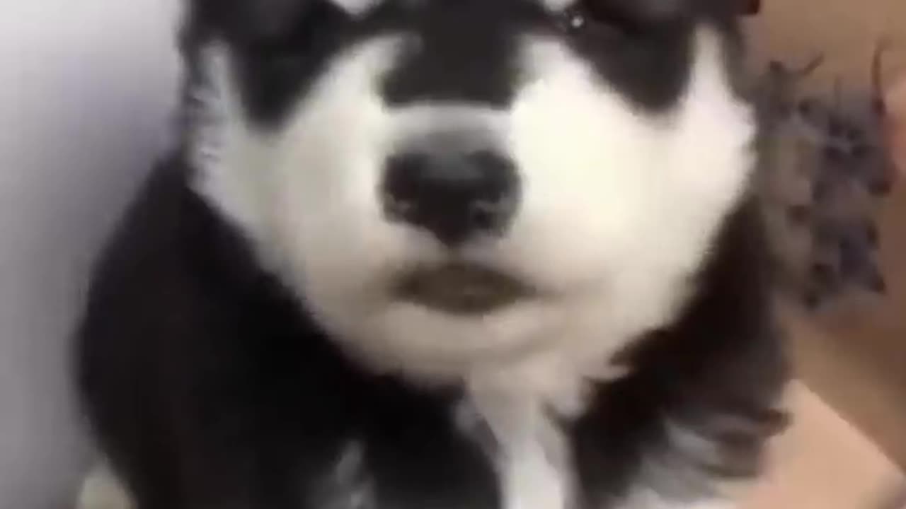 howling littlte baby husky