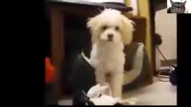 Best dog funny videos you don't watch that