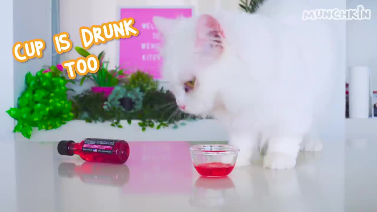 Drunken Cat