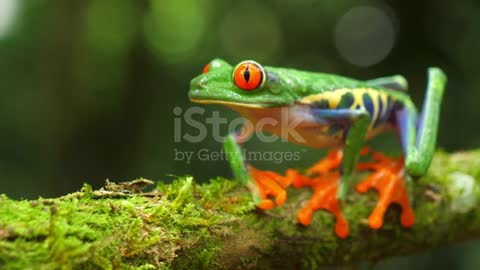 Awesome colorful frogs collection.
