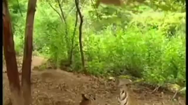 Monkey and tiger