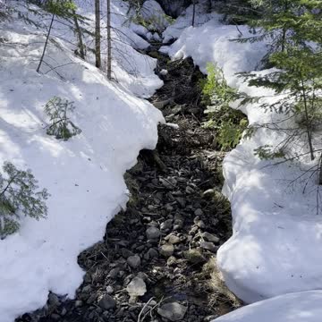 Aroostook state park walk