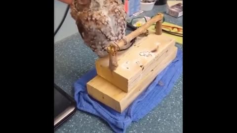 An owl who wants to sleep