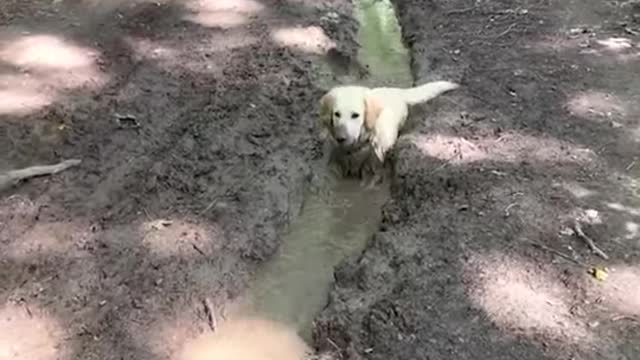 Dogs are hilarious