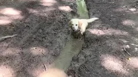Dogs are hilarious