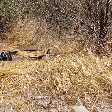 2 ipa explode in the sun