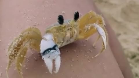 Crab wipes his eyes like a windshield.. 😅