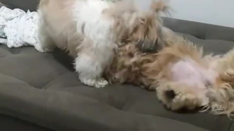 Two cute dogs in the UFC