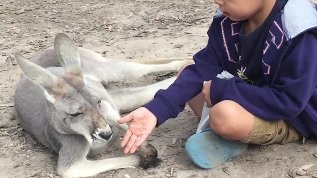 Watch the behavior of the kangaroo with the children