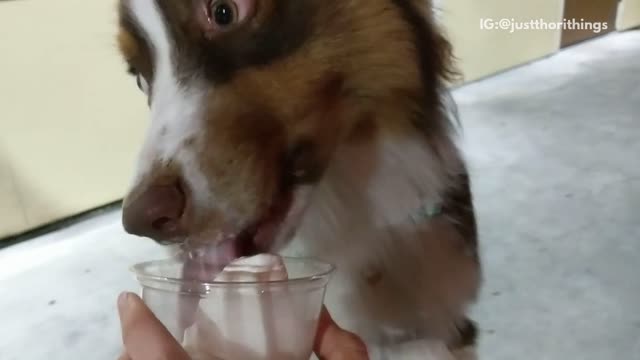 Wide eyed dog eats ice cream from cup