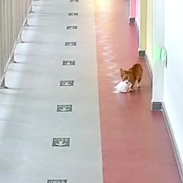 The search for the criminal in hot pursuit 😁 🐾