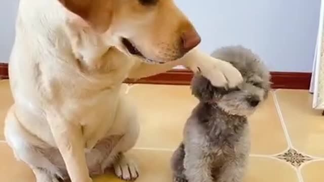 Try not to Laugh | 100 baby animals in 1 minute